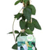4x Geißblatt 'Halliana' - 65cm - Ø15cm Topf Bild 3