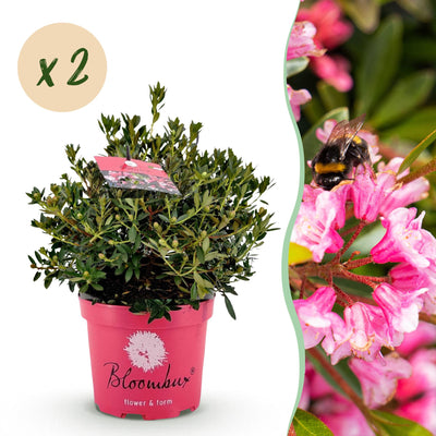 2x Zwerg-Rhododendron Bloombux Magenta, blühend, pflegeleicht, 45-55cm