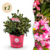 2x Dwarf Rhododendron Bloombux Magenta, flowering, easy-care, 45-55cm Bild 1