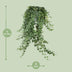 Hedera Helix Pitsburg - Hang/XXL - Ø24cm - ↕cm Bild 2
