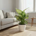 Dieffenbachia Compacta Ø17cm - ↕45cm - Decorative Houseplant Bild 3