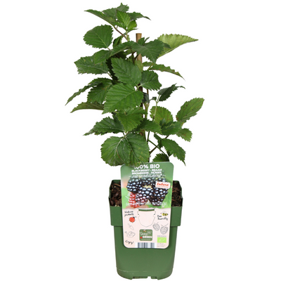 3 Bio-Brombeerpflanzen (Rubus fruticosus) - Ø 13 cm