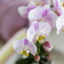 Kolibri Orchids | Pink Orchid Portugal + Bloom Decorative Pot – Pot Size Ø9cm | Flowering Houseplant – Fresh from the Grower Bild 3