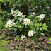 GreenboutiQ Rispenhortensie 'Wims Red' – 3 Pflanzen für 1m² Bild 5