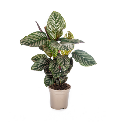 Calathea Ornata Sanderiana im 17cm Topf - Dekorativ mit pinken Streifen