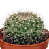 10x Cactus Mix 5.5 cm - Variety from the Grower Bild 7