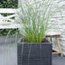 Pennisetum alopecuroides 'Hameln' - Ziergras im 19cm Topf, 40cm hoch Bild 5