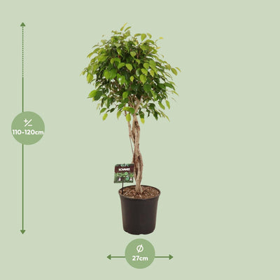 Ficus Benjamina Exotica Baum, 120cm, 27cm Topf, pflegeleicht