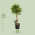 Ficus Benjamina Exotica Tree, 120cm, 27cm pot, easy care Bild 2