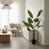 Artificial Strelitzia Nicolai - 180cm: Tropical Flair Without Maintenance Bild 3