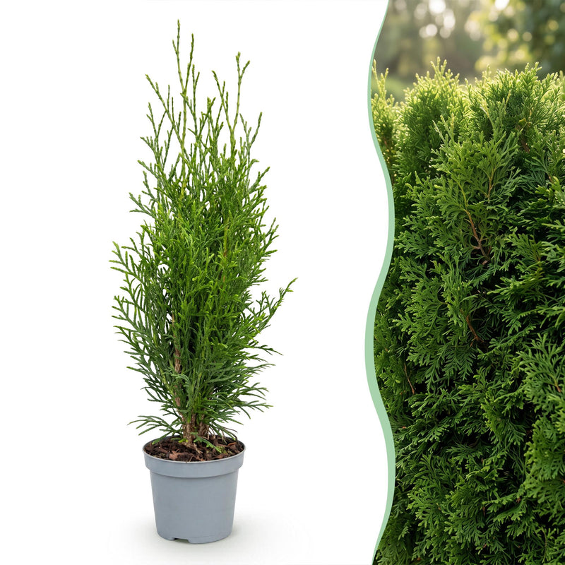 Dracaena surculosa