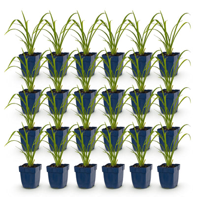 Green boutiQ – Perennial – Hemerocallis Mauna Loa – Daylily – Bee and Butterfly Magnet – Orange – 24 Plants – 11 cm Pot – 15-25 cm Height
