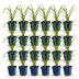 Green boutiQ - Perennial - Hemerocallis Mauna Loa - Daylily - Bee and Butterfly Attractors - Orange - 24 Plants - Pot 11cm - Height 15-25cm Bild 2