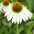 Echinacea 'White Swan' - 12x Weiße Sonnenhut, 10-25cm hoch Bild 6