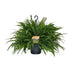 Nephrolepis Green Lady Farn - Ø20cm, ↕60cm Bild 1