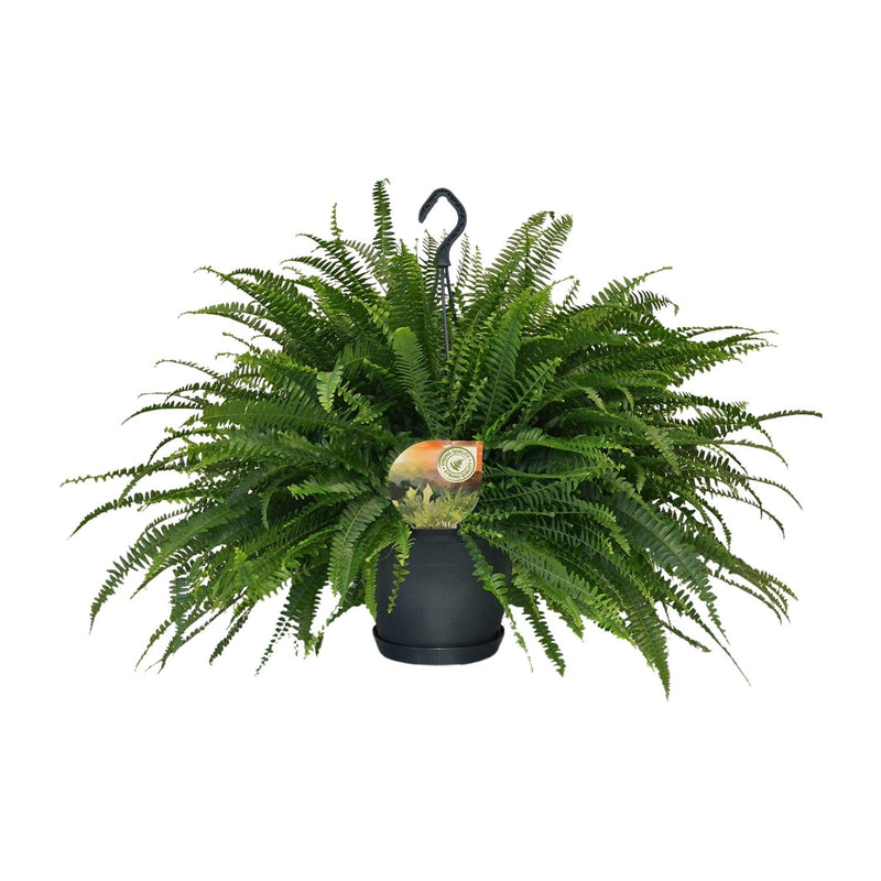 Nephrolepis Green Lady Farn - Ø20cm, ↕60cm