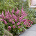 Buddleja davidii Butterfly Candy Little Pink, Butterfly Bush Bild 8