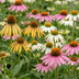 Echinacea Tricolour: Bienenfreundliche Staude (6 Pflanzen) Bild 4