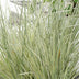 Lomandra longifolia 'White Sands' Ø19cm - 40cm Bild 4