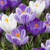 60x Blaue & Weiße Krokus Zwiebeln (7/8) - Frühlingsblüher für Ihren Garten Bild 1