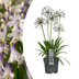 Agapanthus 'Fireworks' Topf 23cm - Zweifarbige Schmucklilie Bild 1