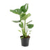 Monstera Deliciosa - Schweizer Käse Pflanze - Ø17cm - ↕60cm Bild 1