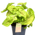 Syngonium Golden Feel Green - Heart-shaped leaves with gold spots (Ø14cm, H30cm) Bild 1