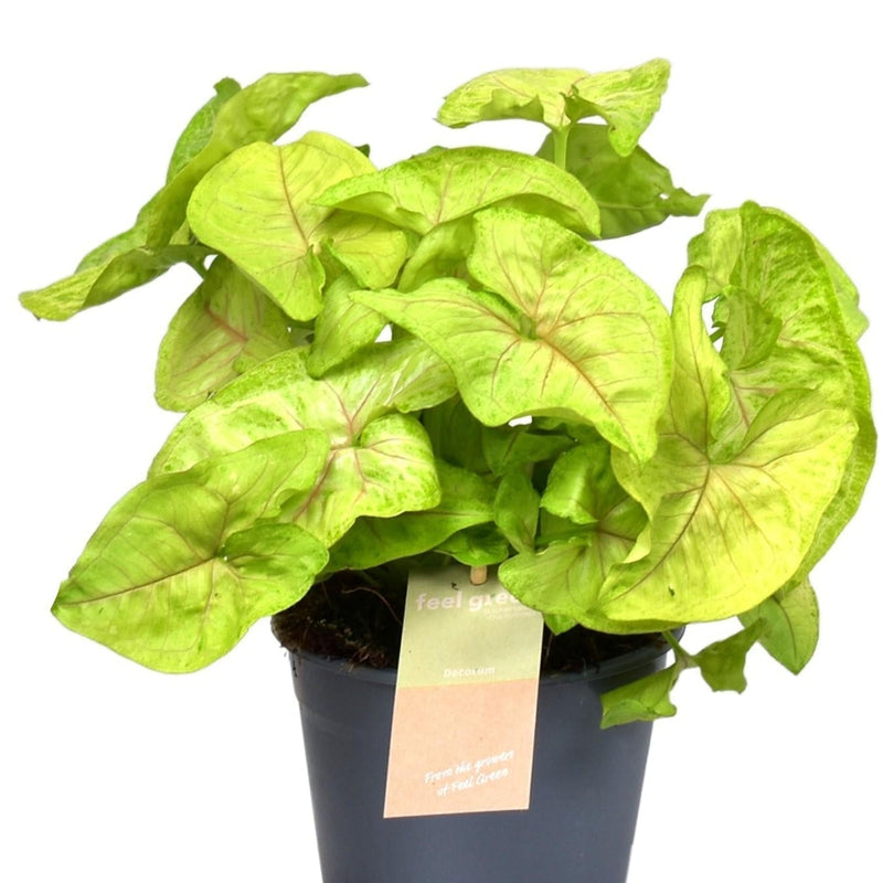 Syngonium Golden Feel Green - Heart-shaped leaves with gold spots (Ø14cm, H30cm)
