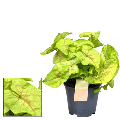Syngonium Golden Feel Green - Herzblatt mit Goldflecken (Ø14cm, H30cm)