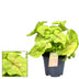 Syngonium Golden Feel Green - Heart-shaped leaves with gold spots (Ø14cm, H30cm) Bild 2
