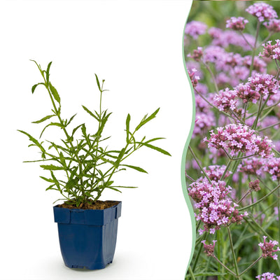 Green boutiQ - Perennials - Verbena bonariensis Lollipop - Vervain - Bee and Butterfly Attractant - Purple - 12 Plants - Pot 11cm - Height 15-25cm