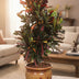 Codiaeum Variegatum Mammi Croton Pflanze, 100cm hoch, 27cm Topf Bild 3