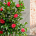 Camellia japonica 'Black Lace' - Immergrüner Strauch, ↨65cm Bild 5