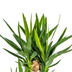 Yucca Elephantipes Ø24cm - 120-140cm: Robuste Zimmerpflanze Bild 3