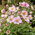Green boutiQ - Stauden - Anemone hybr. Kön. Charlotte - Herbst-Anemone - Schatten - Rosa - 1 Pflanze - Topf 11cm - Höhe 15-25cm Bild 6