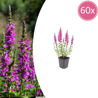 Blutweiderich (Lythrum salicaria), 60x, 10-25cm, Ø9cm