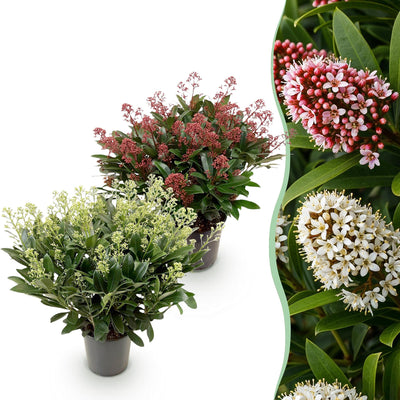Skimmia japonica Set: Weiß & Rot, winterhart, 60cm