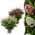 GreenboutiQ - Terrassenpflanze - Skimmia japonica Duo - Blüte Weiß & Rot - 40+ Blüten - 2 Pflanzen - Winterhart - Topf 19cm Höhe 60cm Bild 1