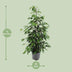 Ficus benjamina Danielle, Baum, 95cm hoch, 21cm Topf Bild 2
