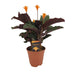 Calathea Crocata - Decorative Houseplant in a 14cm Pot Bild 1