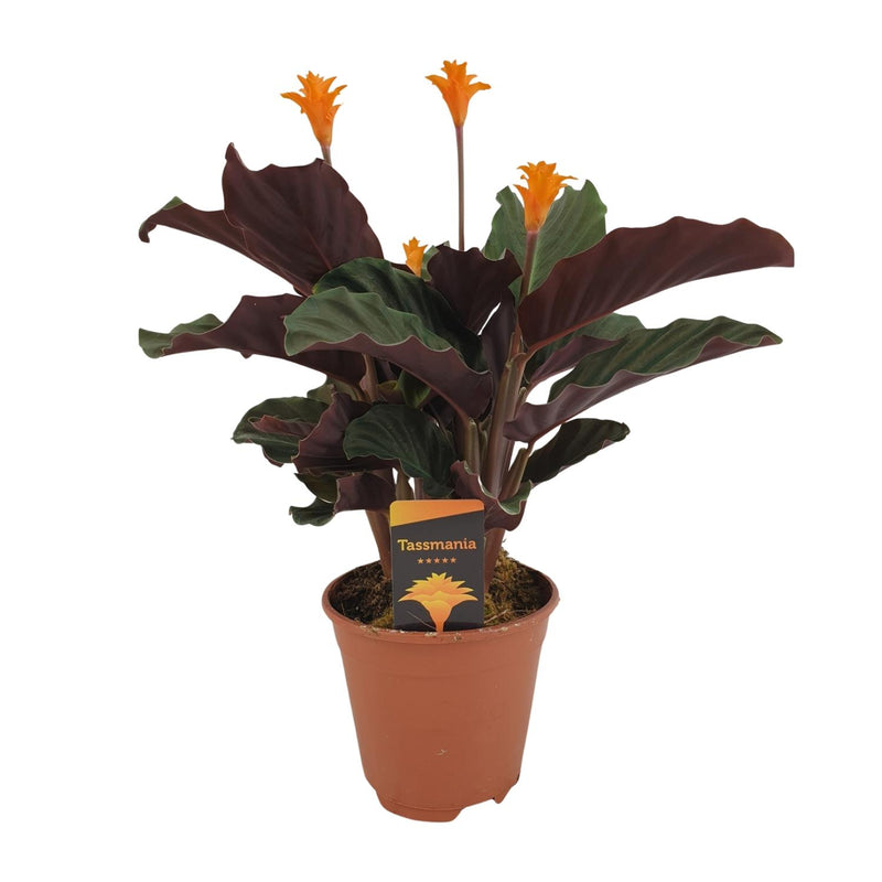 Calathea Crocata - Decorative Houseplant in a 14cm Pot
