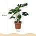 Monstera Deliciosa Fensterblatt - pflegeleicht, 70-80cm, Topf 21cm Bild 3