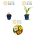 Green boutiQ - Perennial - Hemerocallis Tricolour - Daylily - Bee and butterfly attractors - Cream - Yellow - Red - 24 Plants - Pot 11cm - Height 15-25cm Bild 3