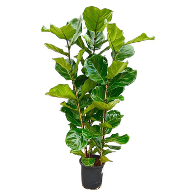 Ficus Lyrata Strauch - 160 cm - Geigenfeige, Ø27