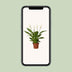 Spathiphyllum Bingo Cupido (Einblatt) – Luftreinigende Zimmerpflanze, 45cm Bild 5
