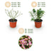 Green BoutiQ Gartenrose 'Cutie Pie' - Winterhart, Duftend, Inkl. Topf Bild 4