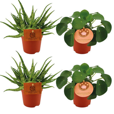 4er Set: Aloe Spider & Pilea Peperomioides | Ø10,5cm | 10cm hoch
