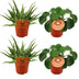 4er Set: Aloe Spider & Pilea Peperomioides | Ø10,5cm | 10cm hoch Bild 1