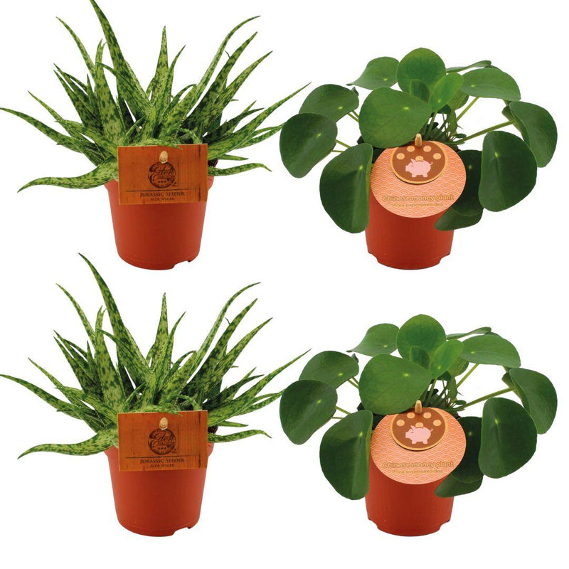 4er Set: Aloe Spider & Pilea Peperomioides | Ø10,5cm | 10cm hoch