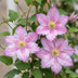Clematis Piilu Climbing Plant – Pink Flowers, Easy Care, 2 Plants in Pot Bild 3
